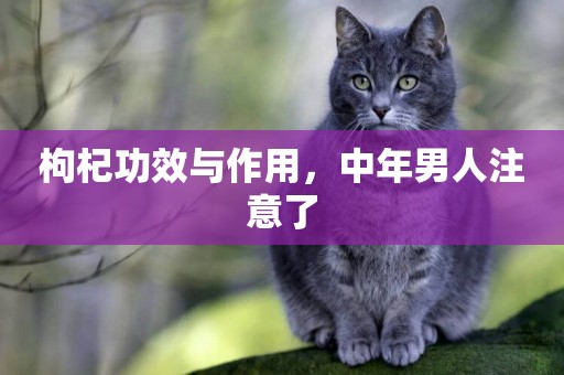 枸杞功效與作用，中年男人注意了