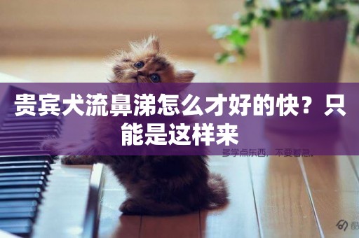 貴賓犬流鼻涕怎么才好的快？只能是這樣來