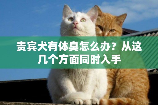貴賓犬有體臭怎么辦？從這幾個方面同時入手