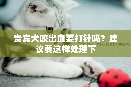 貴賓犬咬出血要打針嗎？建議要這樣處理下