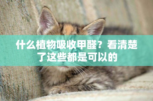 什么植物吸收甲醛？看清楚了這些都是可以的
