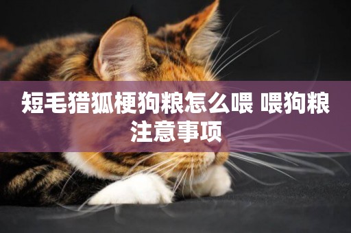 短毛獵狐梗狗糧怎么喂 喂狗糧注意事項