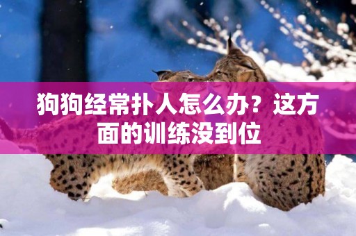 狗狗經常撲人怎么辦？這方面的訓練沒到位