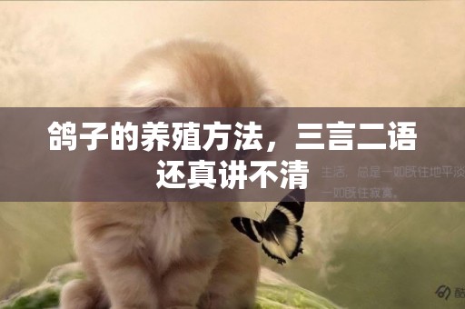 鴿子的養殖方法，三言二語還真講不清