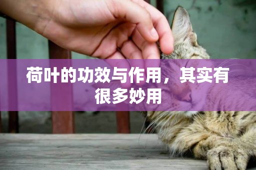 荷葉的功效與作用，其實有很多妙用
