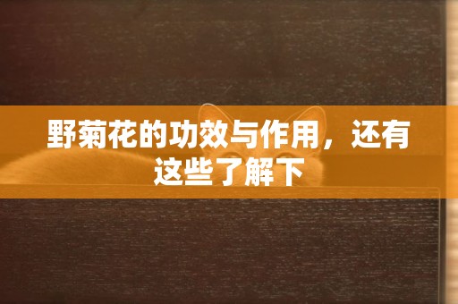 野菊花的功效與作用，還有這些了解下