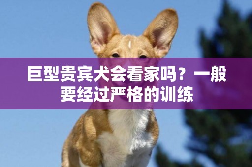 巨型貴賓犬會看家嗎？一般要經過嚴格的訓練