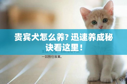 貴賓犬怎么養? 迅速養成秘訣看這里！
