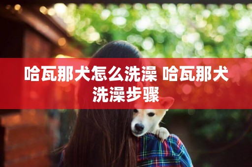 哈瓦那犬怎么洗澡 哈瓦那犬洗澡步驟