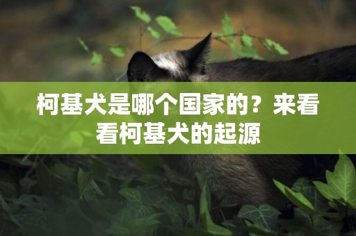 柯基犬是哪個國家的？來看看柯基犬的起源
