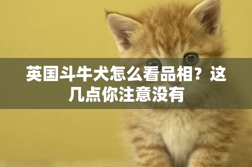英國斗牛犬怎么看品相？這幾點你注意沒有