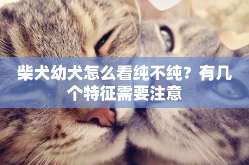 柴犬幼犬怎么看純不純？有幾個特征需要注意