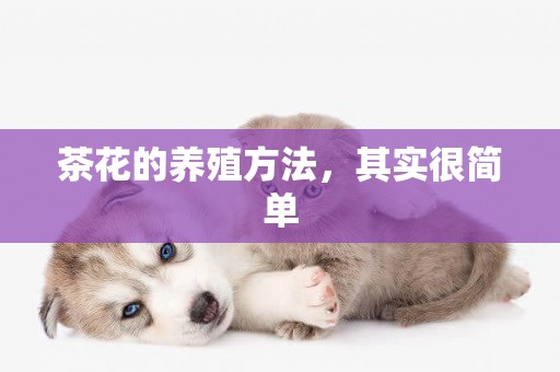 茶花的養殖方法，其實很簡單