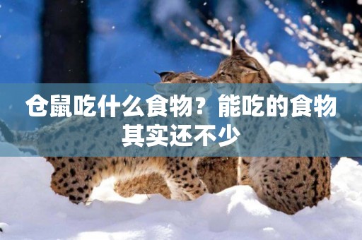 倉鼠吃什么食物？能吃的食物其實還不少