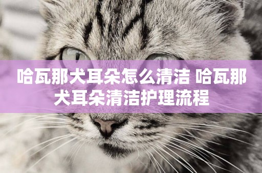 哈瓦那犬耳朵怎么清潔 哈瓦那犬耳朵清潔護理流程