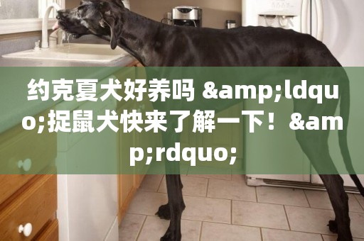約克夏犬好養嗎 &ldquo;捉鼠犬快來了解一下！&rdquo;