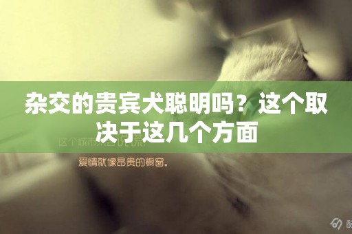 雜交的貴賓犬聰明嗎？這個取決于這幾個方面