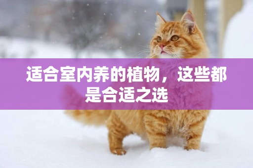 適合室內養的植物，這些都是合適之選