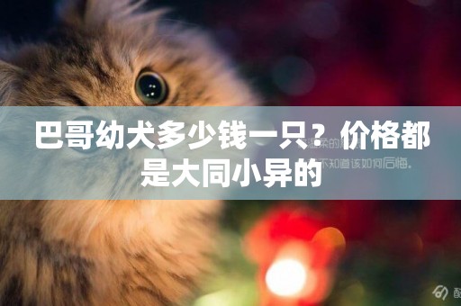 巴哥幼犬多少錢一只？價格都是大同小異的