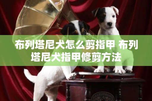 布列塔尼犬怎么剪指甲 布列塔尼犬指甲修剪方法