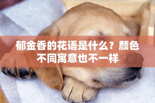 郁金香的花語是什么？顏色不同寓意也不一樣