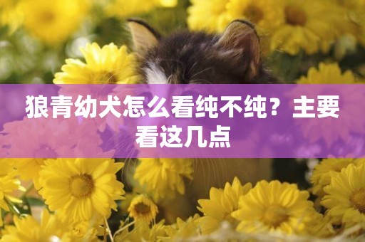 狼青幼犬怎么看純不純？主要看這幾點
