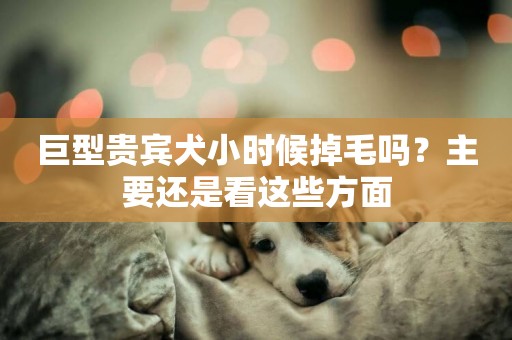 巨型貴賓犬小時候掉毛嗎？主要還是看這些方面
