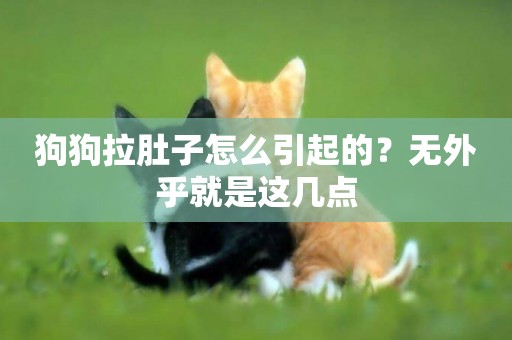 狗狗拉肚子怎么引起的？無外乎就是這幾點