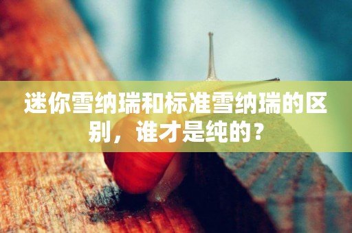 迷你雪納瑞和標準雪納瑞的區別，誰才是純的？