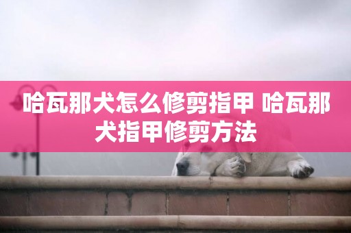哈瓦那犬怎么修剪指甲 哈瓦那犬指甲修剪方法