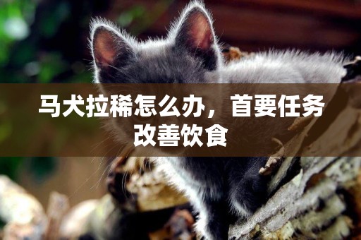 馬犬拉稀怎么辦，首要任務改善飲食