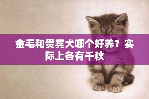 金毛和貴賓犬哪個好養？實際上各有千秋