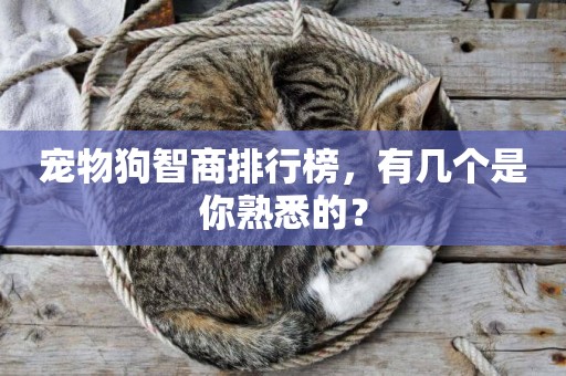 寵物狗智商排行榜，有幾個是你熟悉的？