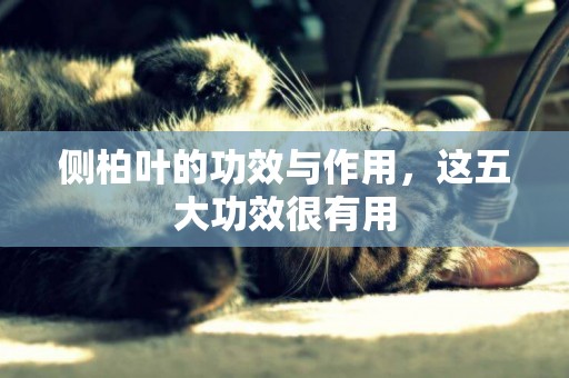 側柏葉的功效與作用，這五大功效很有用