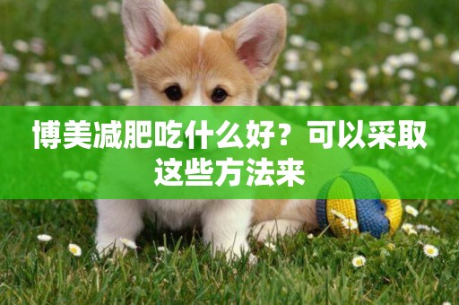 博美減肥吃什么好？可以采取這些方法來