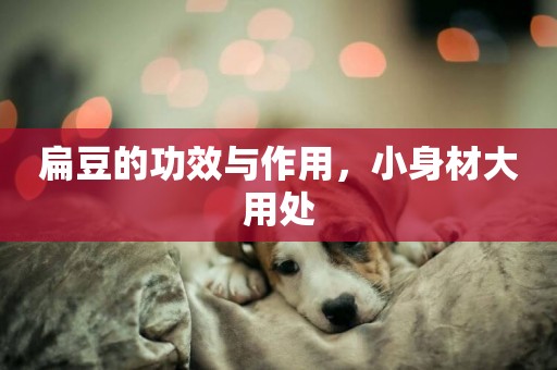 扁豆的功效與作用，小身材大用處