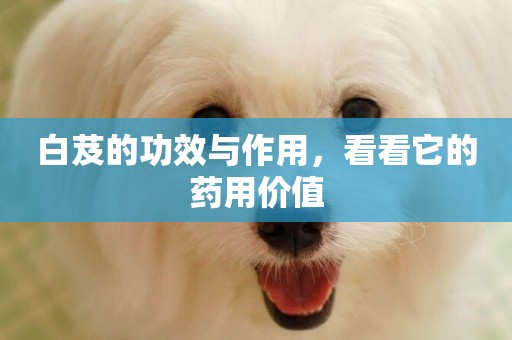 白芨的功效與作用，看看它的藥用價值