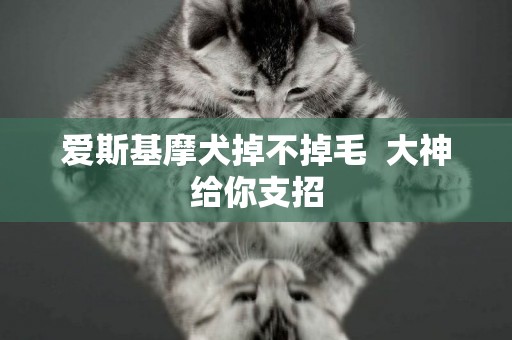 愛斯基摩犬掉不掉毛  大神給你支招