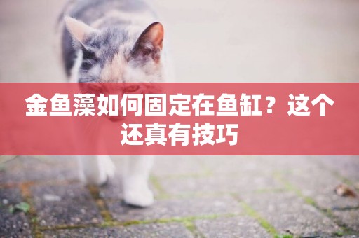 金魚藻如何固定在魚缸？這個還真有技巧