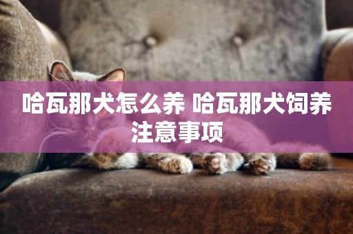 哈瓦那犬怎么養 哈瓦那犬飼養注意事項