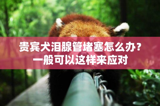 貴賓犬淚腺管堵塞怎么辦？一般可以這樣來應對