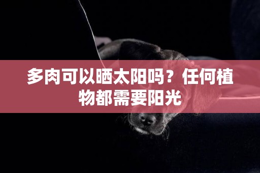多肉可以曬太陽嗎？任何植物都需要陽光