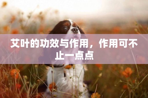 艾葉的功效與作用，作用可不止一點點