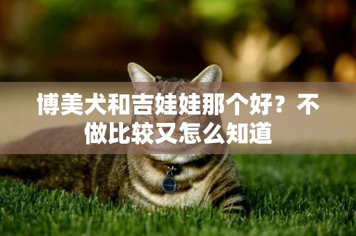 博美犬和吉娃娃那個好？不做比較又怎么知道