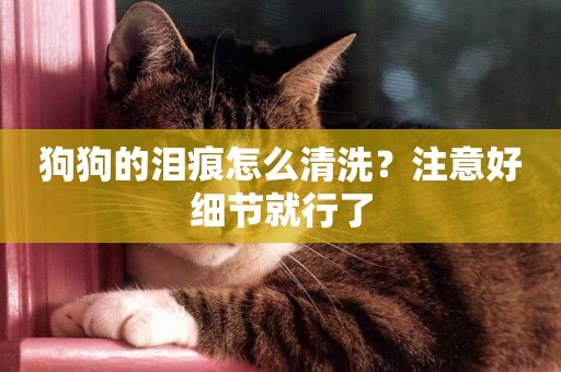 狗狗的淚痕怎么清洗？注意好細節就行了