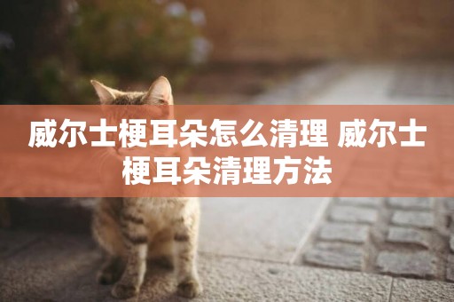 威爾士梗耳朵怎么清理 威爾士梗耳朵清理方法