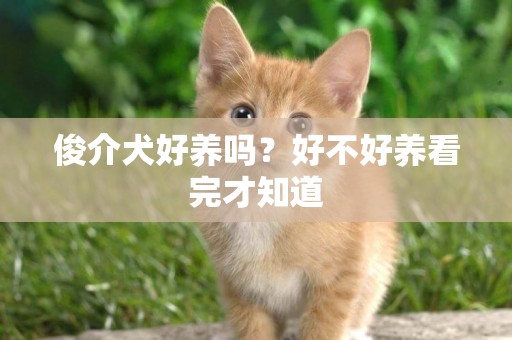 俊介犬好養嗎？好不好養看完才知道