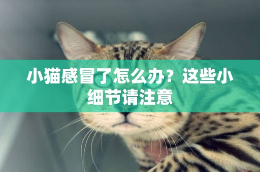 小貓感冒了怎么辦？這些小細節請注意