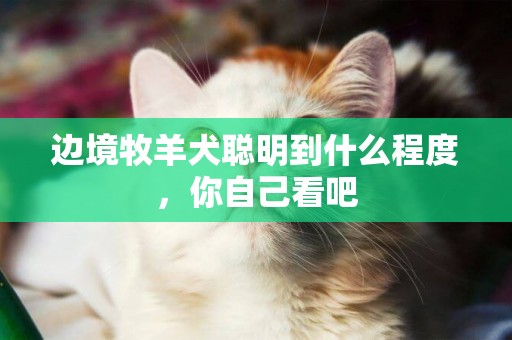 邊境牧羊犬聰明到什么程度，你自己看吧