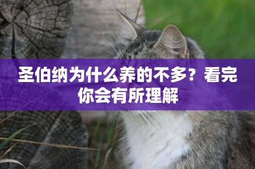 圣伯納為什么養的不多？看完你會有所理解